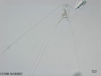 phyto/Brazilian_Nordeste/AtoldasRocas_station22/ABRACOS1 October 2015/Chaetoceros peruvianus (Snap-2020)(copy)_thumb.jpg